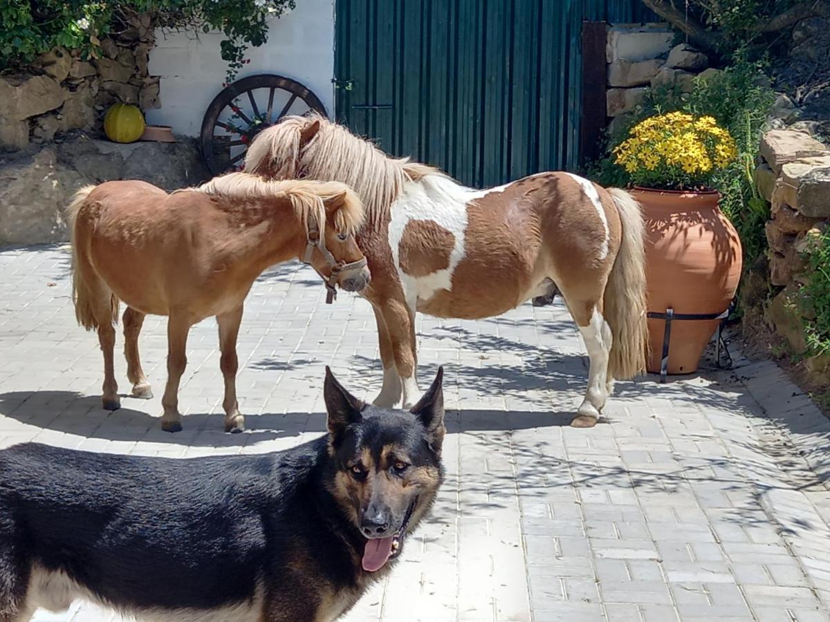 Casinha De Campo- Quintinha Dos Cavalos- أرودا دوس فينهوس المظهر الخارجي الصورة