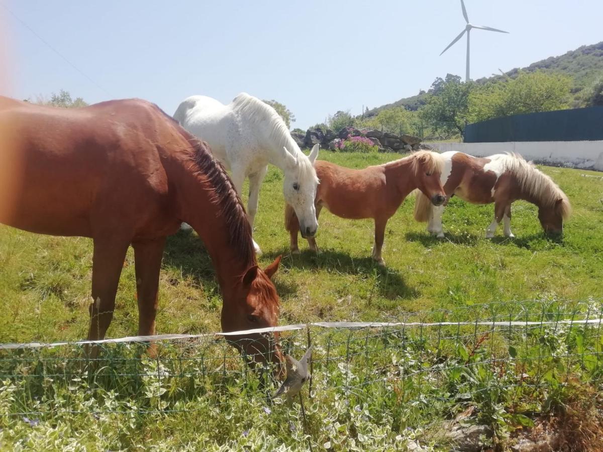 Casinha De Campo- Quintinha Dos Cavalos- أرودا دوس فينهوس المظهر الخارجي الصورة